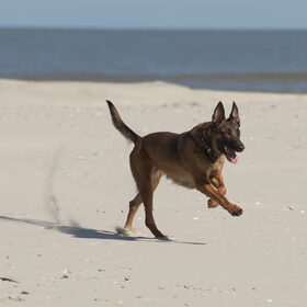 Hondenfoto van De Mecheltjes clan