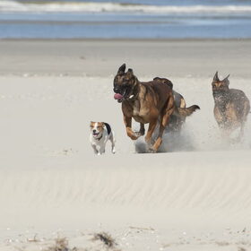 Hondenfoto van De Mecheltjes clan