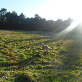 staren naar de zon.