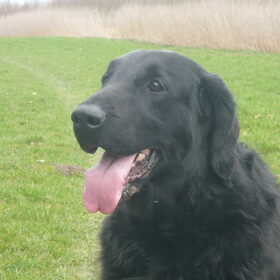 Hondenfoto van Marleen & Mavis