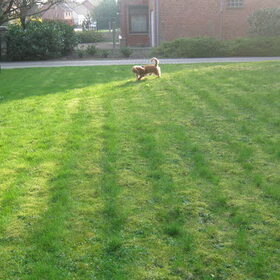 in de tuin