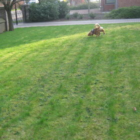 in de tuin