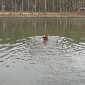 lente 2011