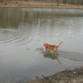 lente 2011