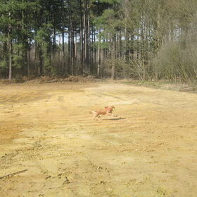 lente 2011