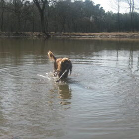 lente 2011