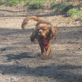lente 2011
