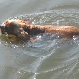 lente 2011