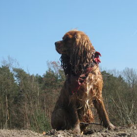 lente 2011