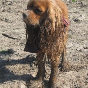 lente 2011