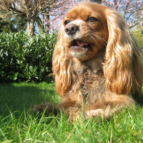 lente 2011
