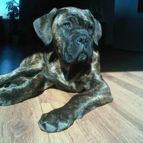 Bullit 13 weken