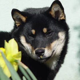 Furo