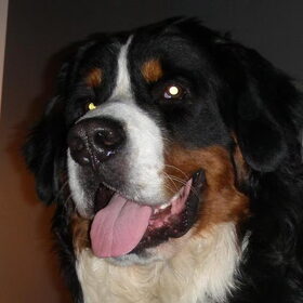 Hondenfoto van Constance R.I.P. Beau 