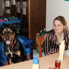 Hondenfoto van Roxy , Bonky en Daisy