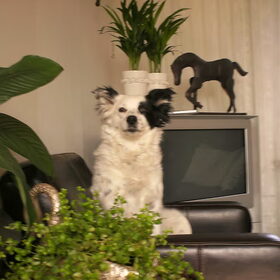 Flippie 25 maart, kleine lieve mafkees X