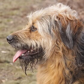 Hondenfoto van liesbeth,Turbo,Luna, Levi en Faith