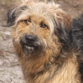Hondenfoto van liesbeth,Turbo,Luna, Levi en Faith
