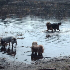 Hondenfoto van liesbeth,Turbo,Luna, Levi en Faith