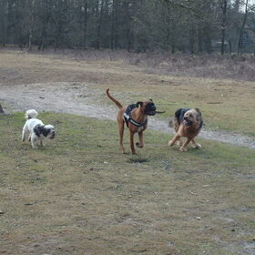 Hondenfoto van liesbeth,Turbo,Luna, Levi en Faith
