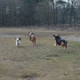 Hondenfoto van liesbeth,Turbo,Luna, Levi en Faith