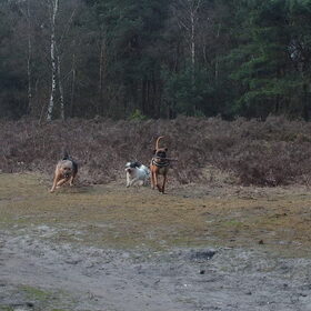 Hondenfoto van liesbeth,Turbo,Luna, Levi en Faith