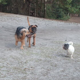 Hondenfoto van liesbeth,Turbo,Luna, Levi en Faith