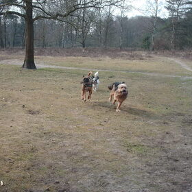 Hondenfoto van liesbeth,Turbo,Luna, Levi en Faith