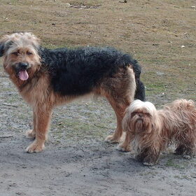 Hondenfoto van liesbeth,Turbo,Luna, Levi en Faith