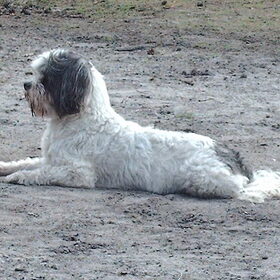 Hondenfoto van liesbeth,Turbo,Luna, Levi en Faith
