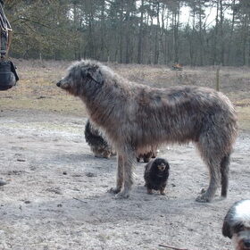 een deerhond met teckel.