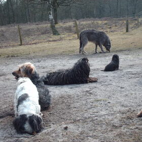 Hondenfoto van liesbeth,Turbo,Luna, Levi en Faith