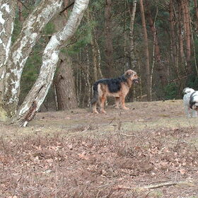 Hondenfoto van liesbeth,Turbo,Luna, Levi en Faith