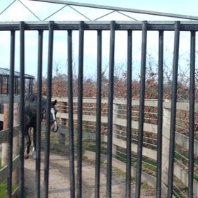 Mijn paardje in de stapmolen