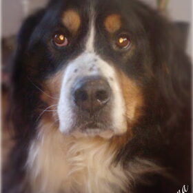Hondenfoto van sienna,diva,lady en chica