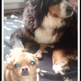 Hondenfoto van sienna,diva,lady en chica