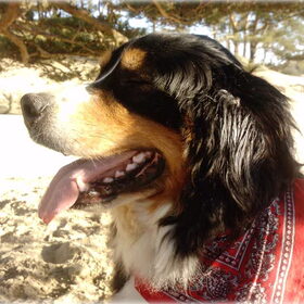 Hondenfoto van sienna,diva,lady en chica