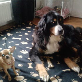 Hondenfoto van sienna,diva,lady en chica
