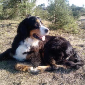 Hondenfoto van sienna,diva,lady en chica