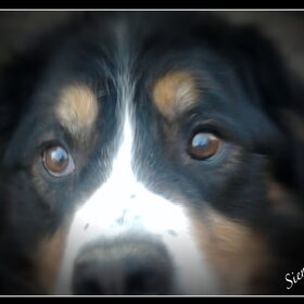 Hondenfoto van sienna,diva,lady en chica