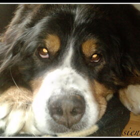 Hondenfoto van sienna,diva,lady en chica