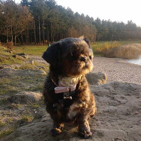 Hondenfoto van sienna,diva,lady en chica