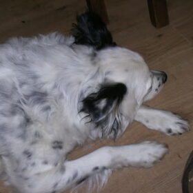 Flipse, onder tafel, bij de PC XXX