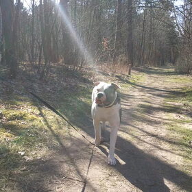 Hondenfoto van drietal