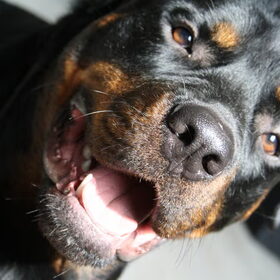Hondenfoto van Hannie met Beer en Chelsea