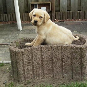 Monthy in de bloemenbak! Monthy was nog een puppy (Oke, dat zien…