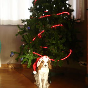 We Wish You A Merry Christmas!