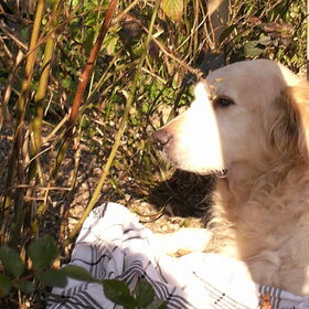 Simba, genietend van de zon en de rust XXX