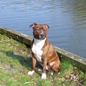 Bruno is hier 14 maanden :-D