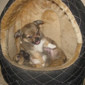 Hallo!!! Wolf bovenop!